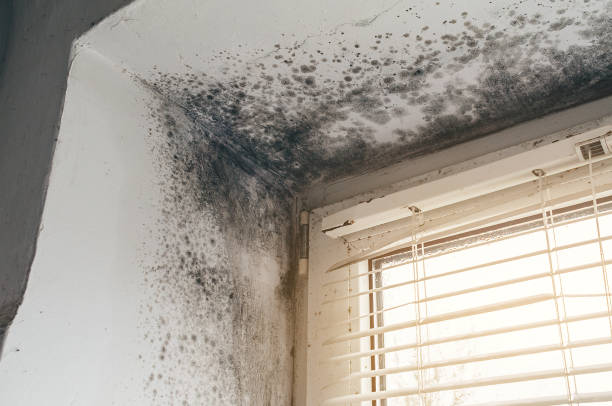 Affordable Commercial Mold Remediation solutions in Jamestown, CO